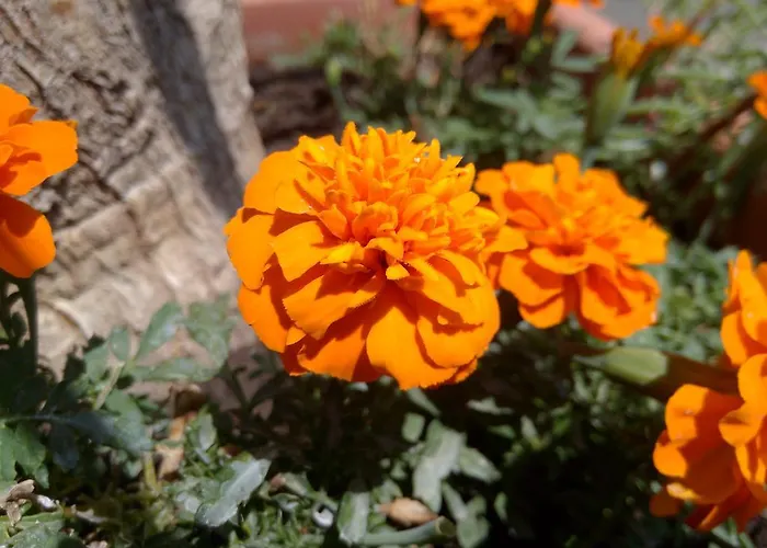 Hébergement de vacances Iso Siófok